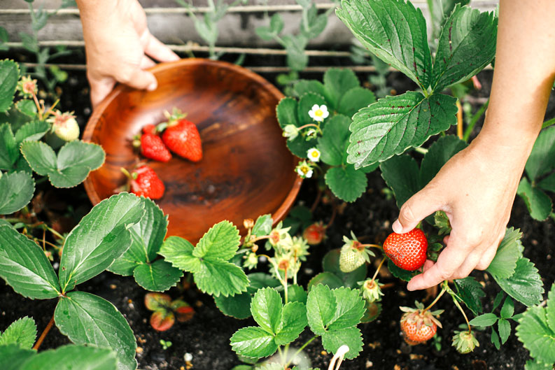 Бизнес на даче и в деревне в 2026 году: 10 проверенных идей с быстрой окупаемостью